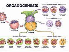 Image result for Organogenesis
