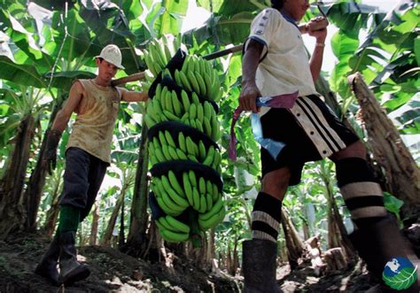 Economy of Costa Rica 的图像结果