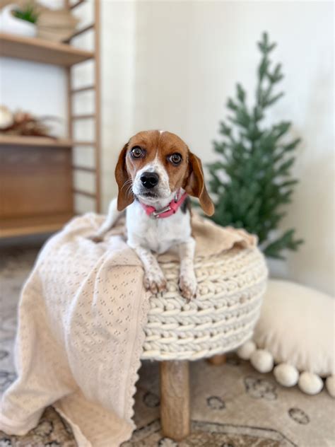 Olde English Pocket Beagles