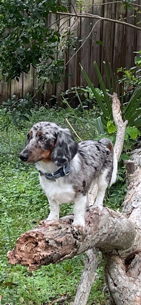 Silver Dapple/Tan Piebald Dachshund - Stud Dog in Florida, United ...