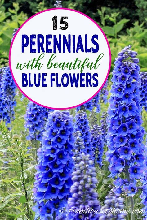 june july flowering perennials