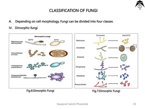 Introduction and Classification of Fungi | PPTX