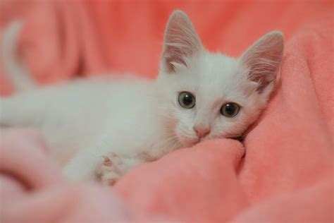 Short Animation Films Cute 的图像结果