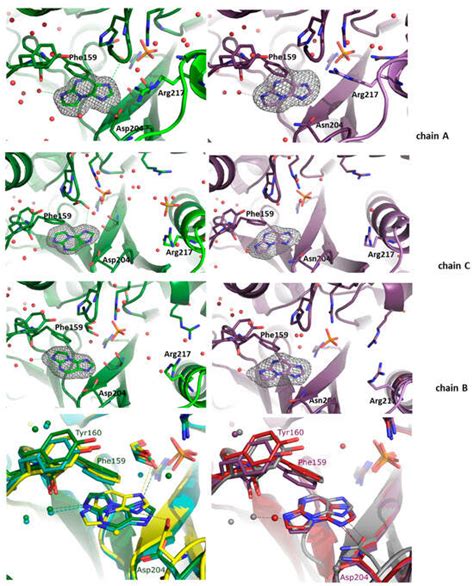 Interaction of Tri-Cyclic Nucleobase Analogs with Enzymes of Purine ...