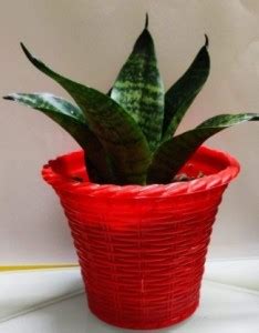 JESAA GREENS Snake Plant Price in India - Buy JESAA GREENS Snake Plant ...