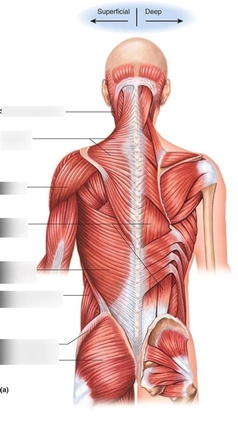 Image result for Back Muscle Chart