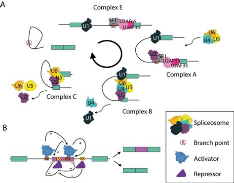 Image result for Splicing Element Position Java