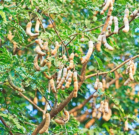 Modern Plants Live "Urigam" Imli/Tamarind Plant With Pot : Amazon.in ...
