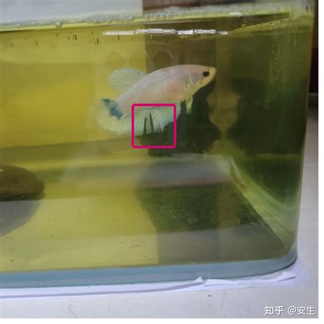 斗鱼怎么礼物翻倍最新素材