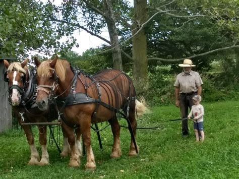 Orchard Hill Farm visit: Horse powered organic no-till, draft horse ...