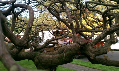 Image result for Pruning Japanese Maple Tree