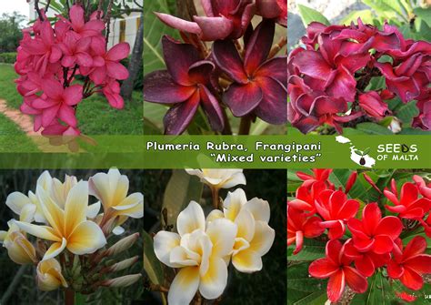 Hawaiian Flower Seeds 20 Thai Siam1 Plumeria Rubra (Frangipani) Seeds ...