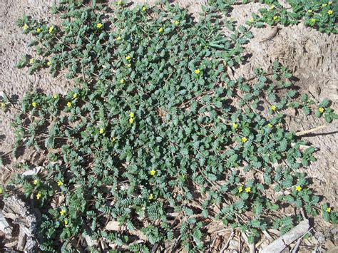 Weed Identification: Goatheads or Stickers