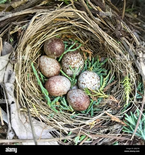 What Do House Sparrows Nests Eggs Look Like Terminix
