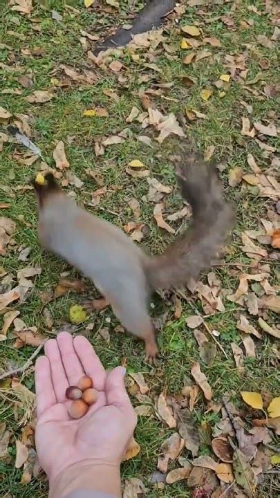 БЕЛКА🐿️ ЗАГОТАВЛИВАЕТ ОРЕХИ 🌰 НА ЗИМУ🥶 - YouTube
