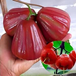 Pro Kissan Verified Thai red Jamrul Delicious Hybried Short time grow ...
