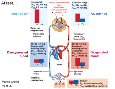Gas exchange is the only function of blood.Group of answer choicesTrueFalse
