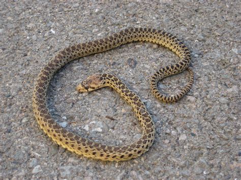 Download Gopher Snake Juvenile Reptile Wallpaper | Wallpapers.com