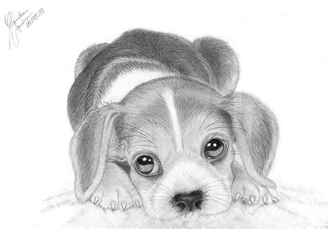All About My Dog Godiva | Cute dog drawing, Puppy drawing, Animal drawings