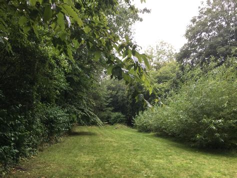 Homeowner receives firm warnings after considering planting invasive ...