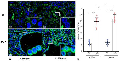 Oxidative Stress and Mitochondrial Abnormalities Contribute to ...