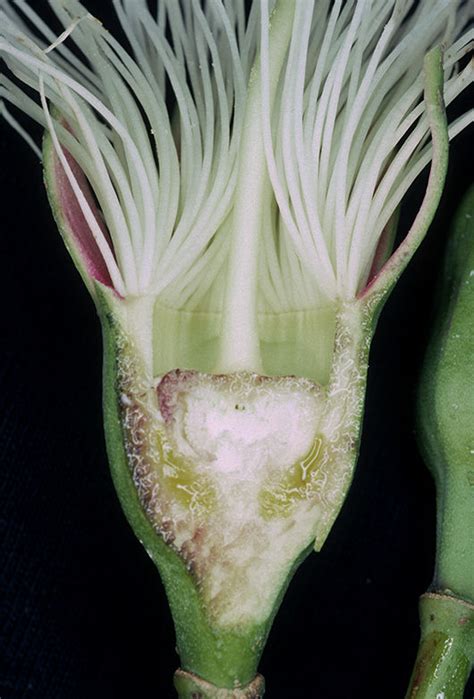Sonneratia alba Sm. | Plants of the World Online | Kew Science