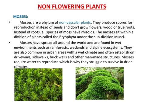 Image result for Vegetations Field Study Examples