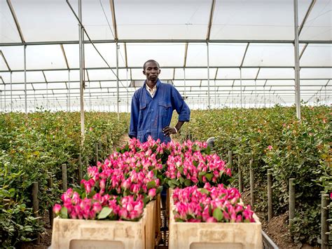 The environmental impact of our hunger for Valentine's roses | The Independent | The Independent