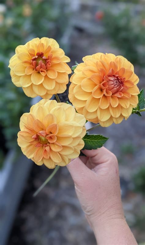 Sugar Daddy — Bearlya Farm