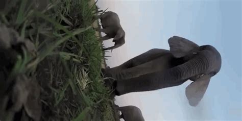 Image result for Elephant GoPro