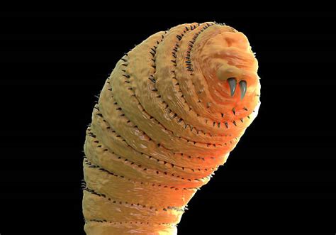 Image result for Bot Fly Control