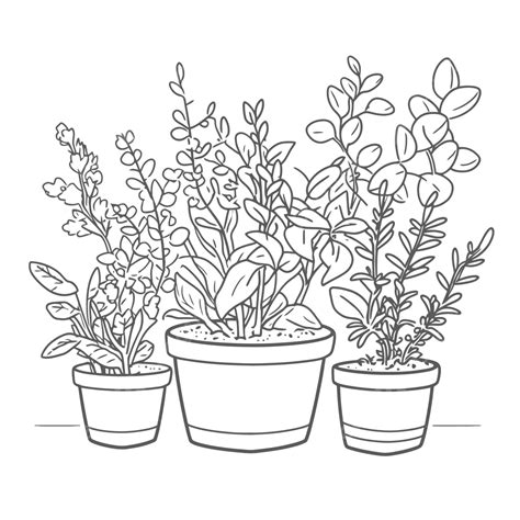 Coloring Page Of Potted Plants With A Line And A White Background ...