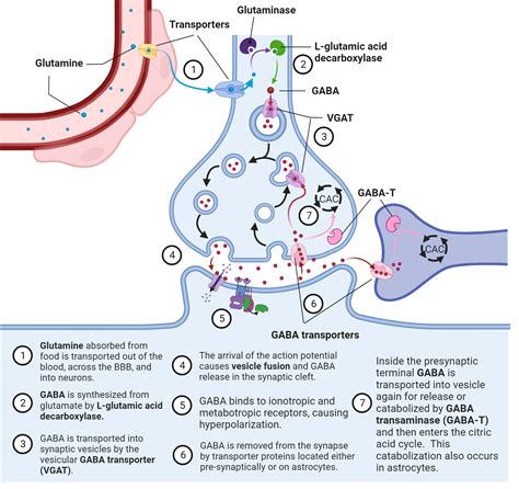3.3: Neurotransmitters Made from Amino Acids - Social Sci LibreTexts