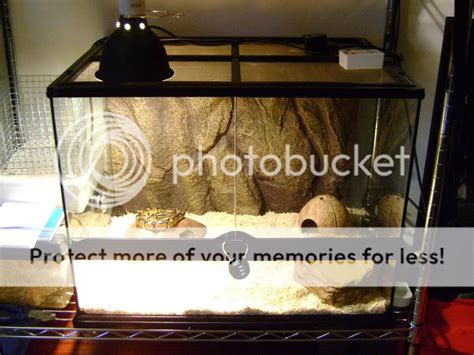Image result for Ball Python Setup Checklist