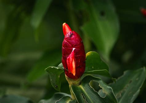 Pictures Of Mice Photos, Download The BEST Free Pictures Of Mice Stock ...