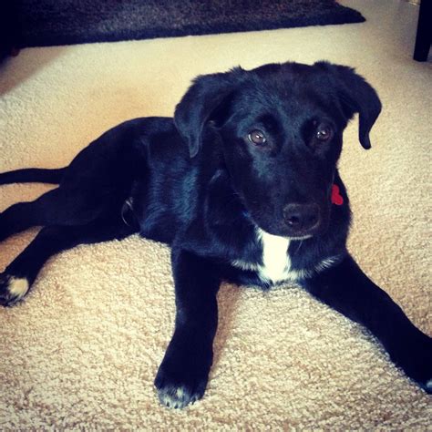 Black Lab And Border Collie Mix - Gimera