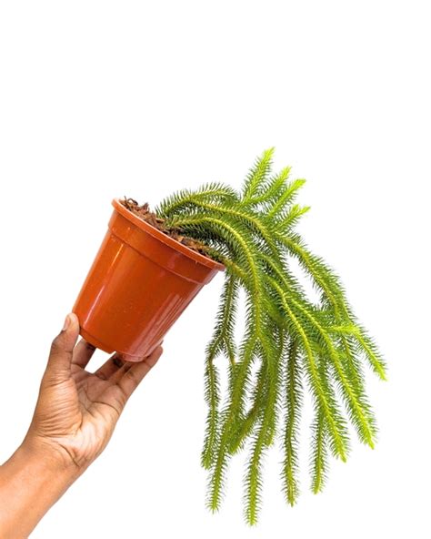 Lycopodium Squareosum Ferns Wood Mounted Big Size Plants