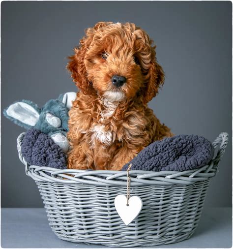 Image result for Apricot Cockapoo Adult