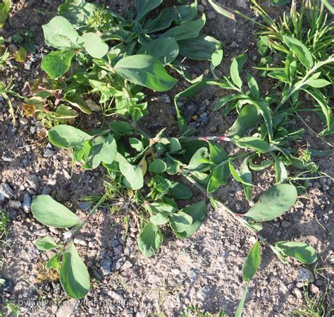 Northern Knotgrass - (Polygonum boreale) - Species - WildBristol.uk - what kills knotgrass