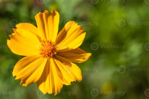 beautiful yellow flowers 7551304 Stock Photo at Vecteezy