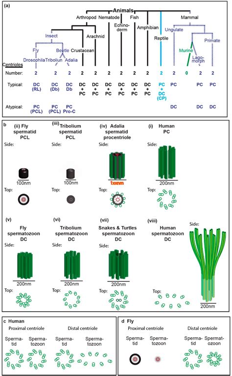 Rapid Evolution of Sperm Produces Diverse Centriole Structures that ...