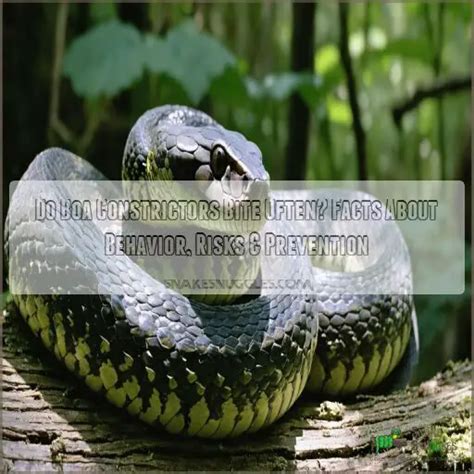 Image result for Boa Constrictor vs Python