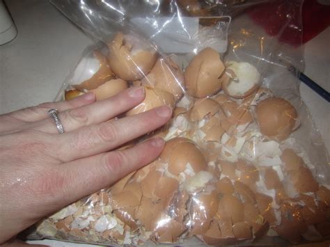 Image result for Egg Shell Recycle