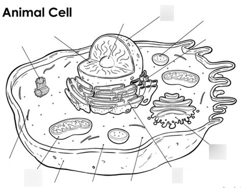 Biology Learning 的图像结果