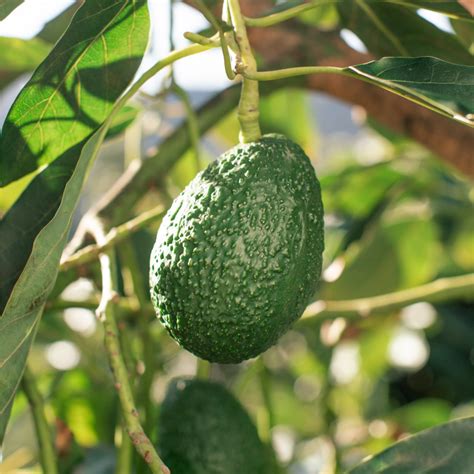 Locally Grown California Avocados - A Seasonal Sensation