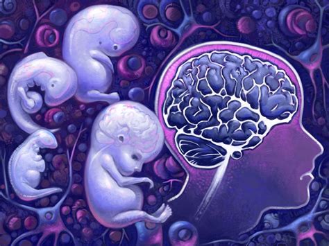 Brain Development Embryo 的图像结果