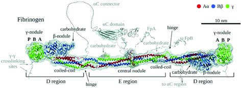 Image result for Fibrinogen Structure