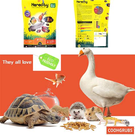 Heredity 100% Natural Delicious & Nutritious Crispy Baked Larvae Float ...