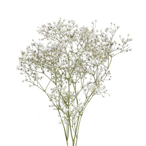 Beatrice J. Peraza: Baby Breath Flowers In Spanish / Baby's Breath ...