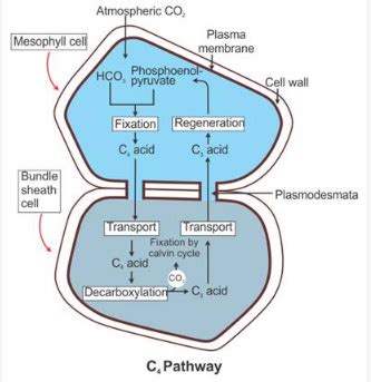 Give a detailed account of the Hatch and Slack pathway with the help of ...